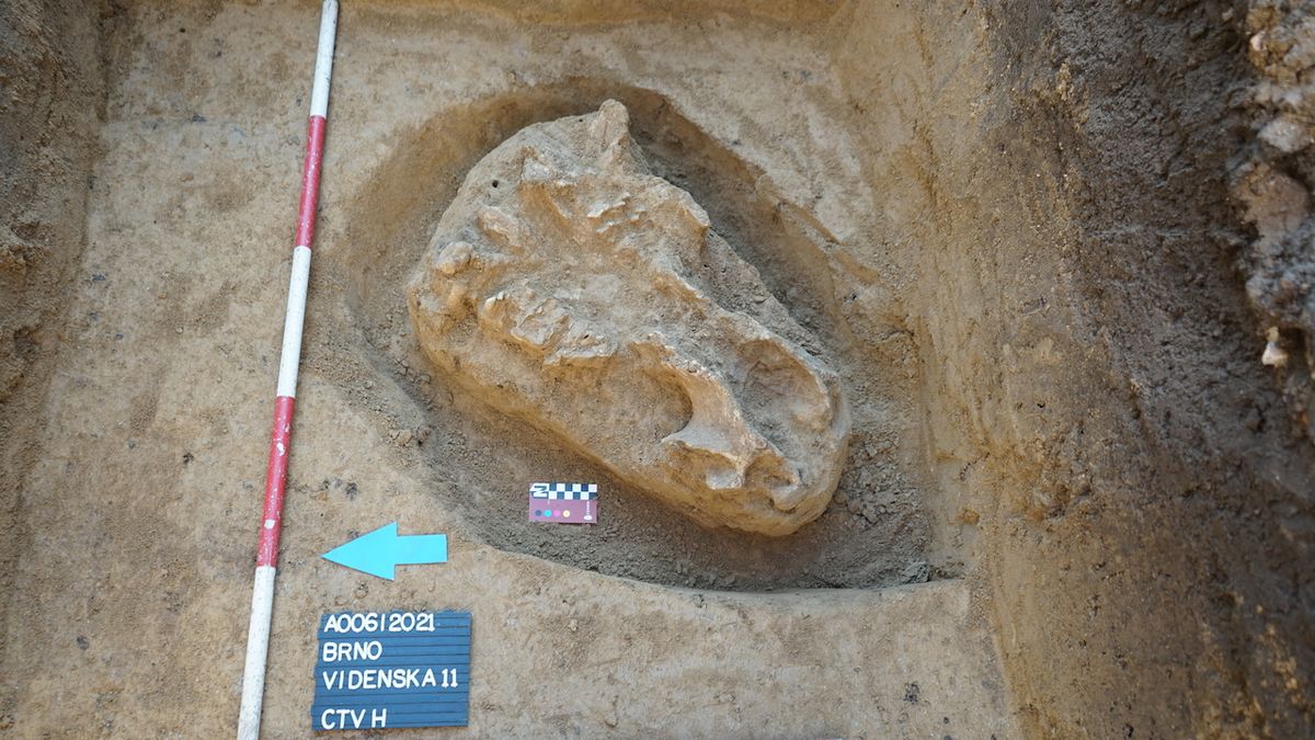 Archeologové našli v Brně čelist srstnatého nosorožce